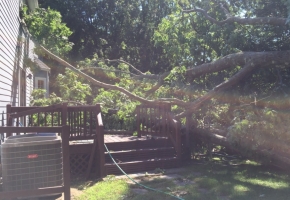 Tree Damage!!